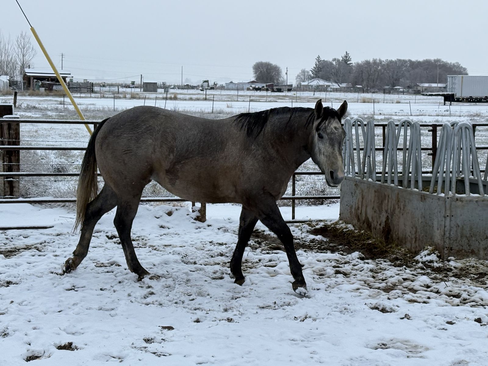 GRAY MARE