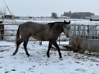 GRAY MARE
