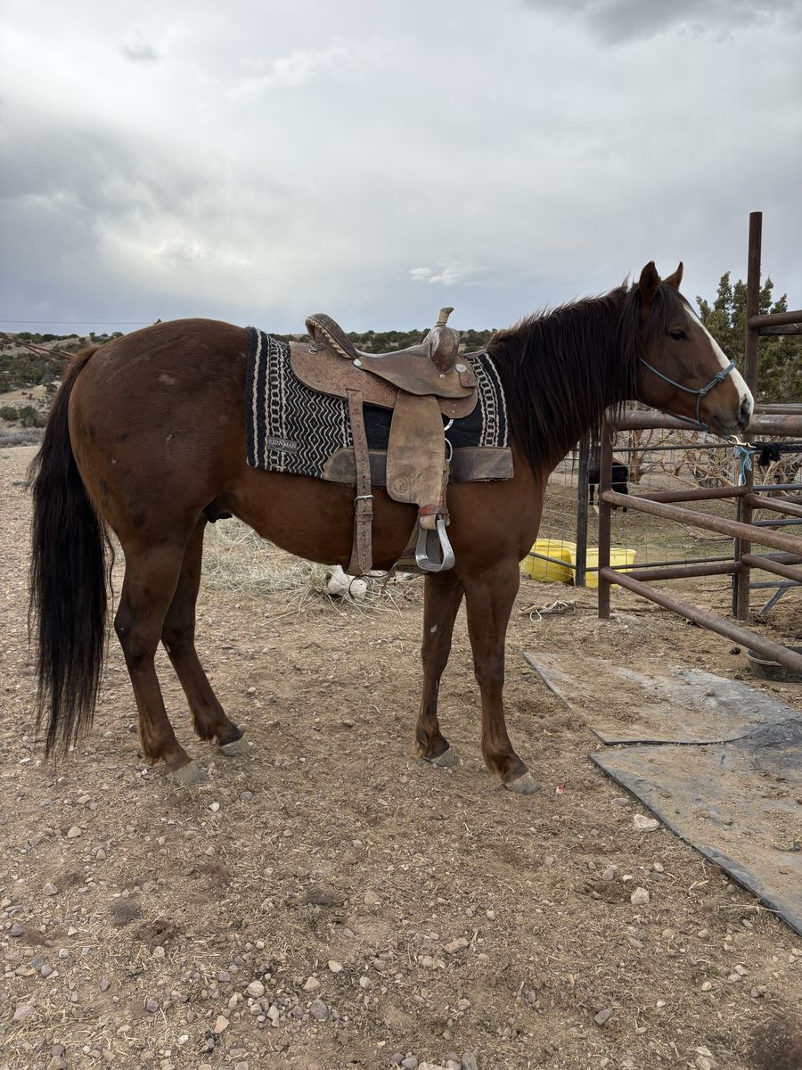 Aqha stud colt