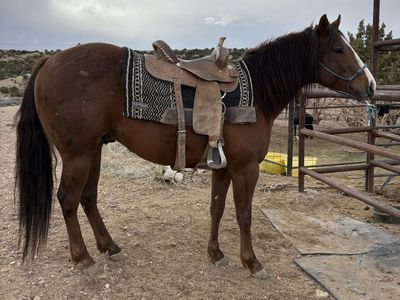 Aqha stud colt