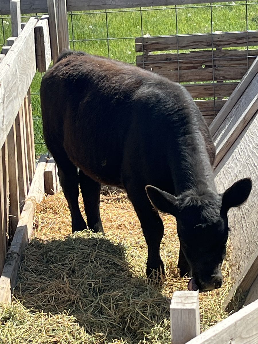 Lowline angus heifer calves