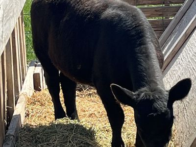 Lowline angus heifer calves