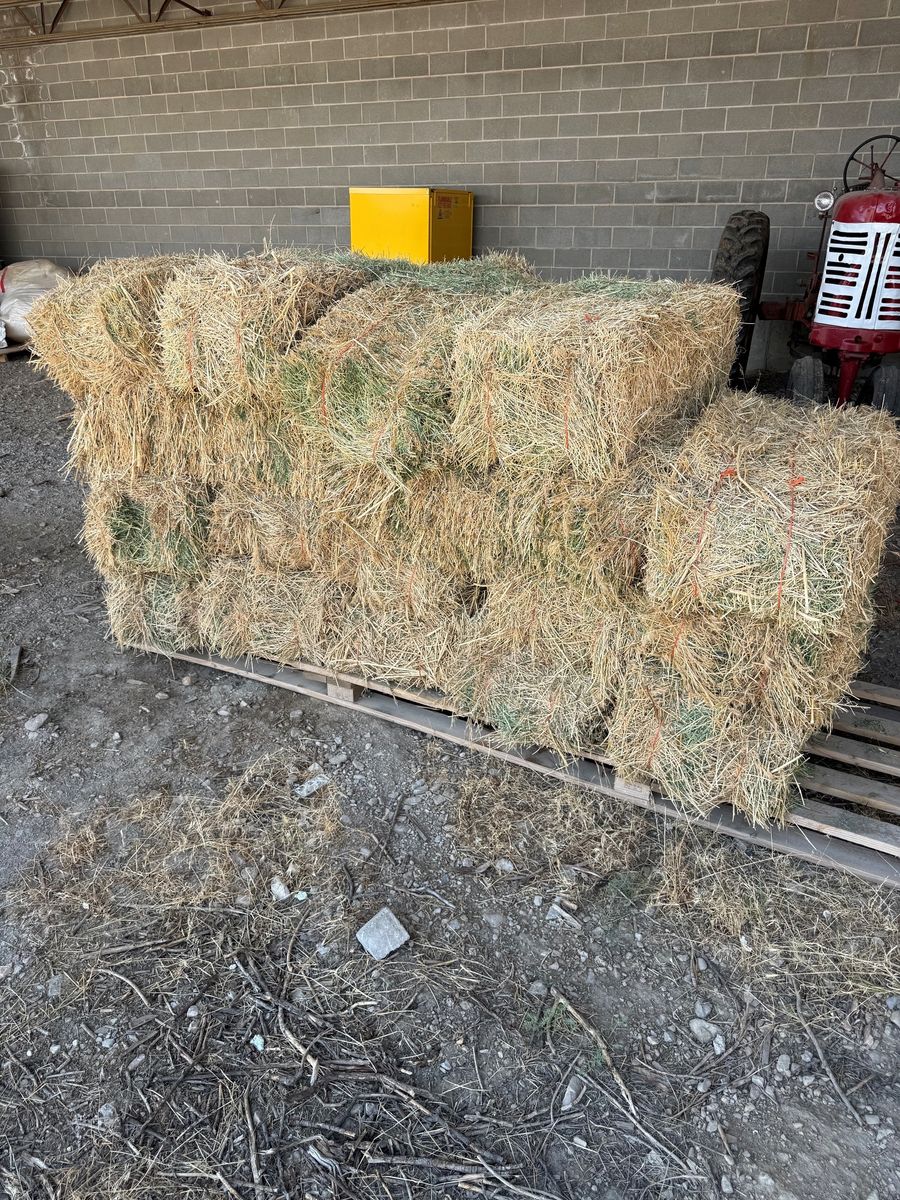 First Cut Alfalfa Hay Bales - Approx. 20 Small Square Bales, Excellent for Livestock or Decor