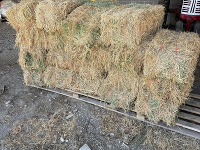 First Cut Alfalfa Hay Bales - Approx. 20 Small Square Bales, Excellent for Livestock or Decor