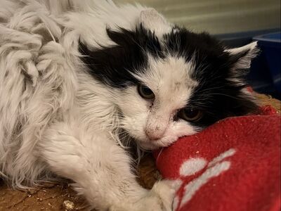 Hello my name is Chardonnay