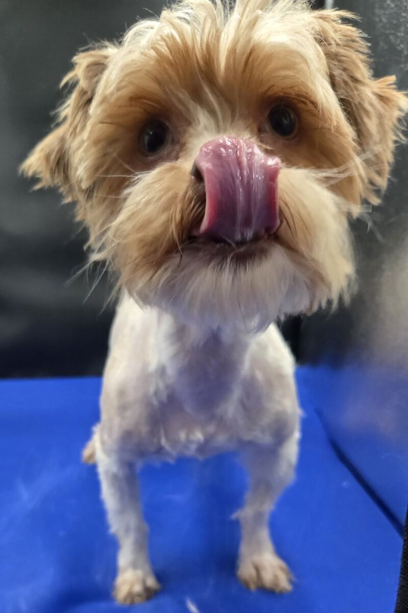 Tully, she's a Shorkie!