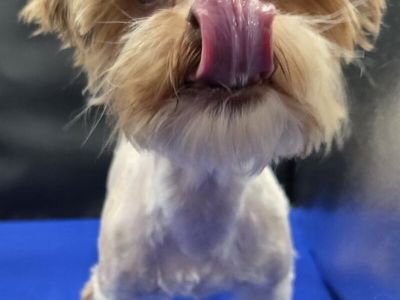 Tully, she's a Shorkie!