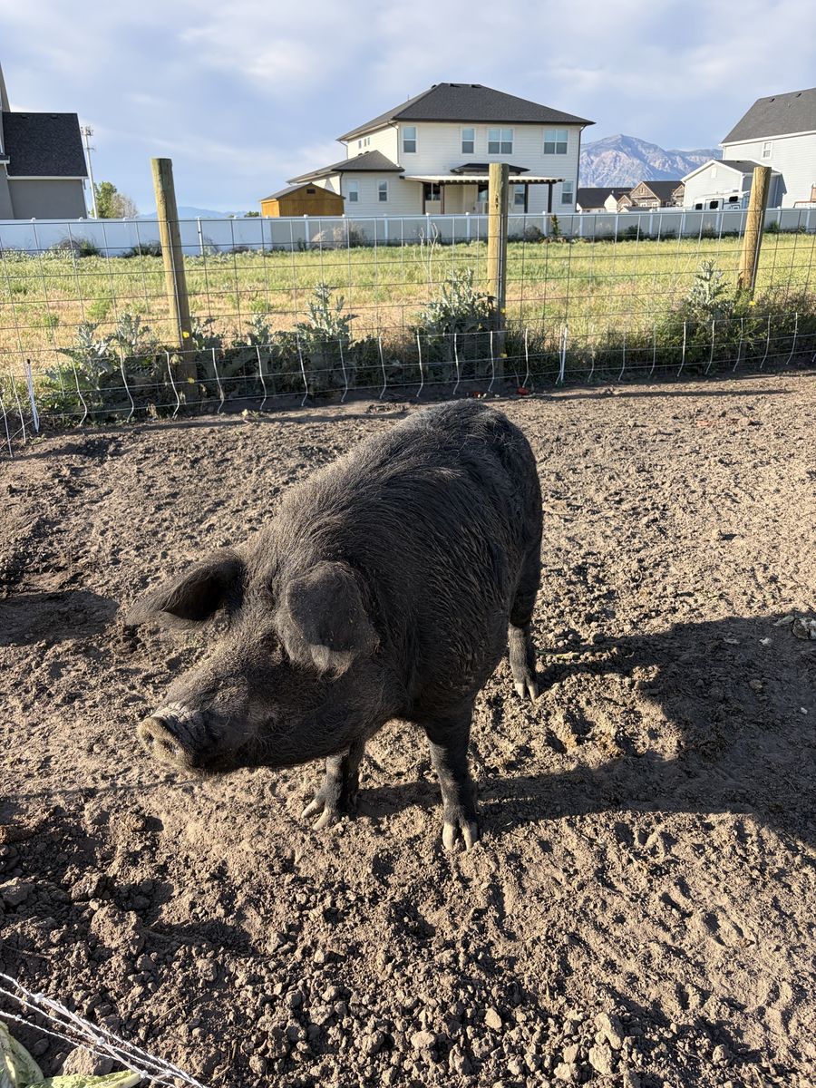 Idaho pasture pig