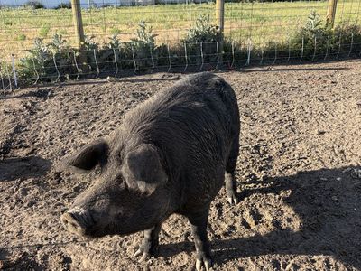 Idaho pasture pig
