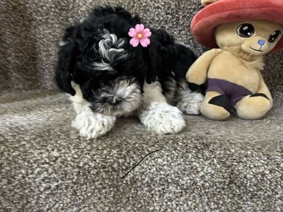 Shih Tzu, mini poodles