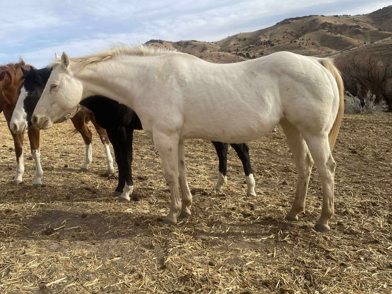 KIDS SKIPN CLASS, AQHA 2009 Perlino Mare