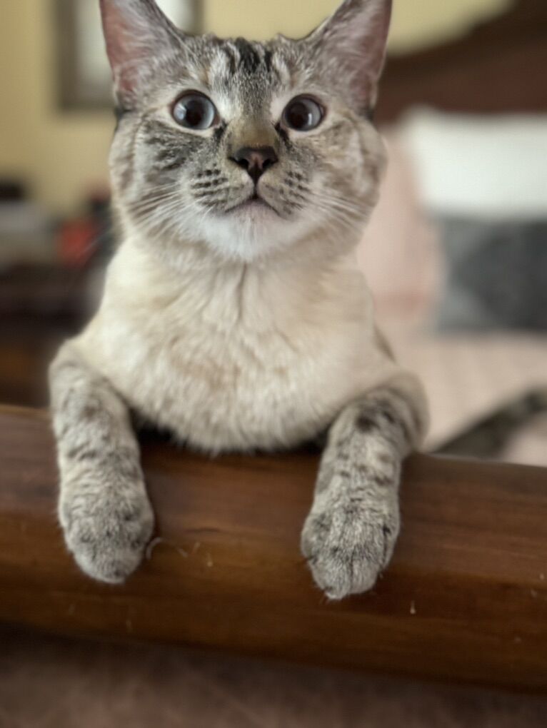 ragdoll Needs A New home