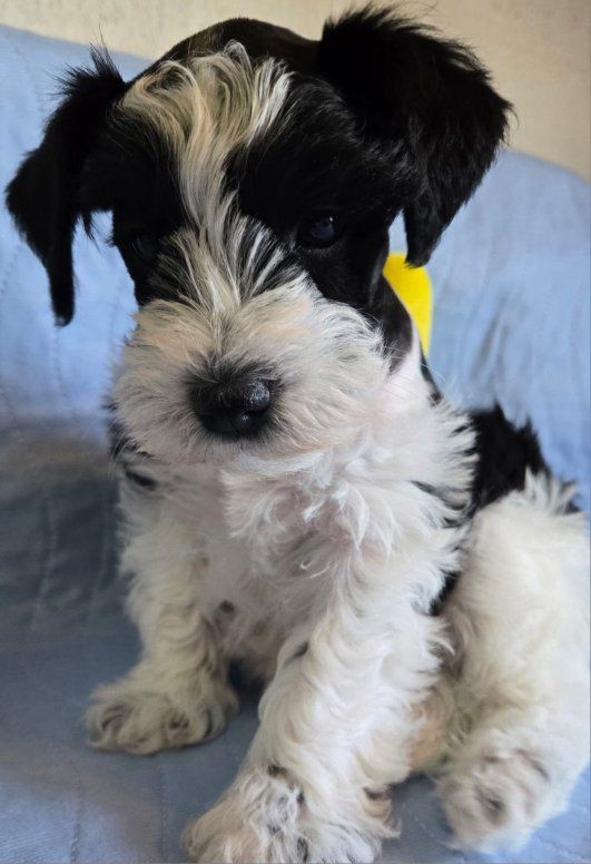 AKC Miniature Schnauzer Mr Bumper
