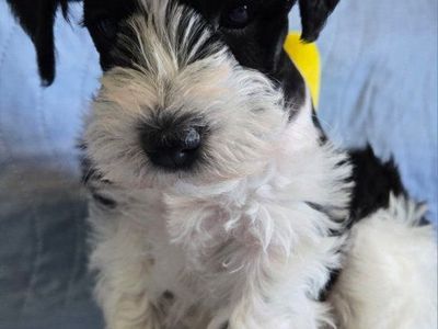 AKC Miniature Schnauzer Mr Bumper