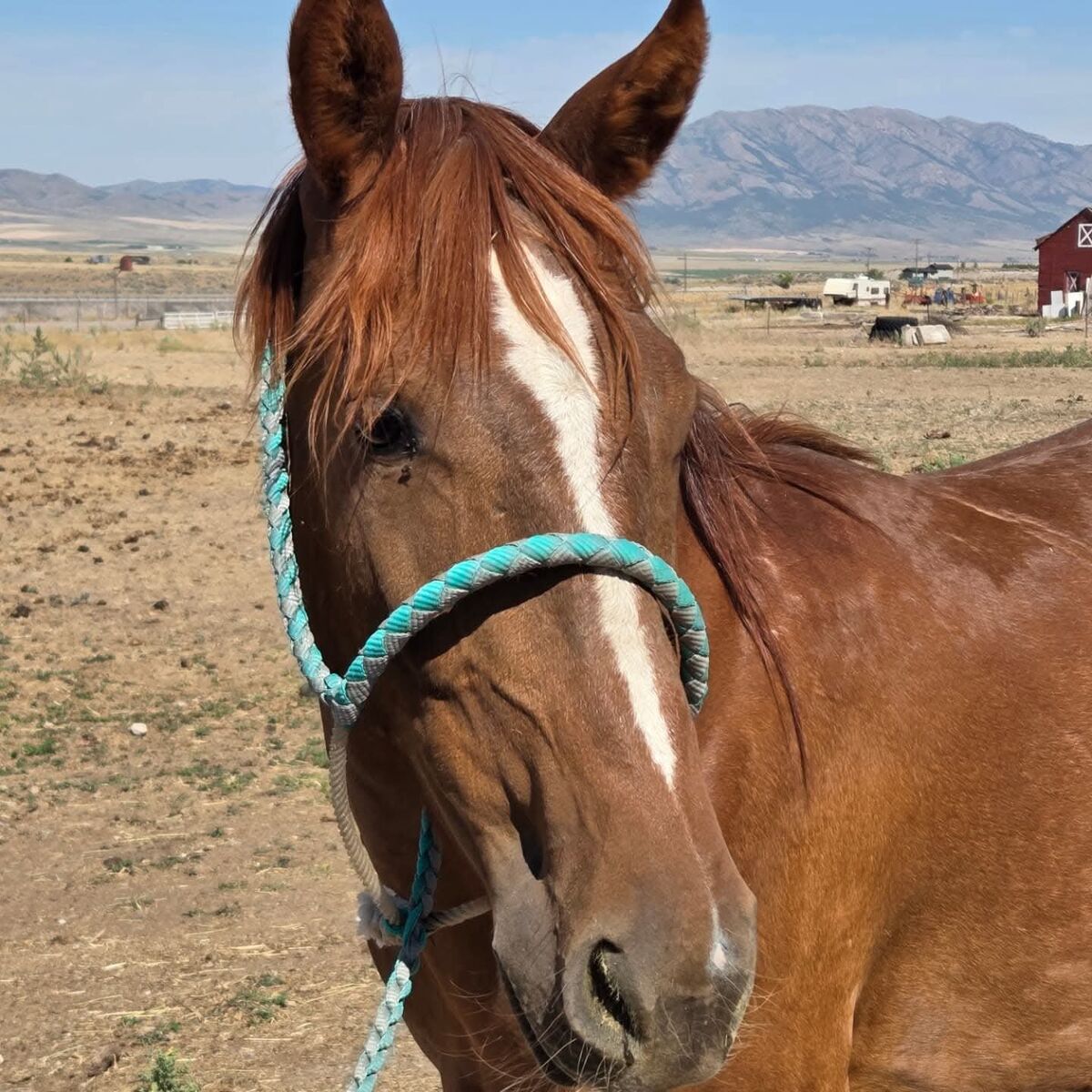3 year old gelding