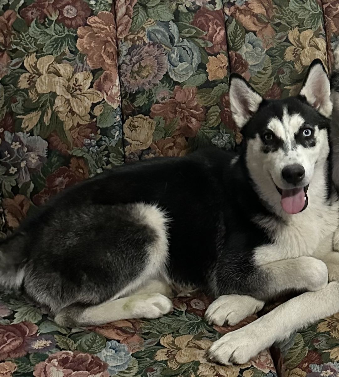 Rehoming our wonderful dog
