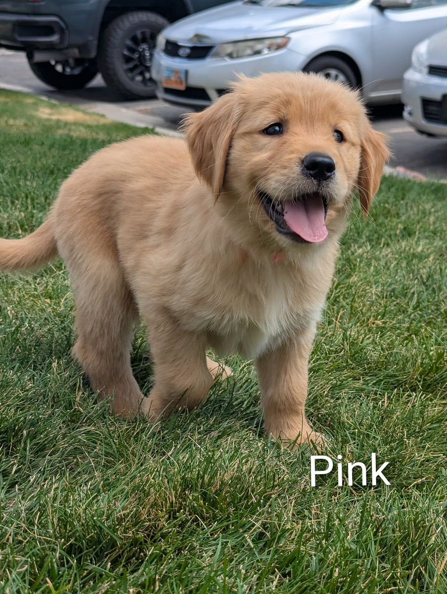 AKC Golden Retriever Puppies