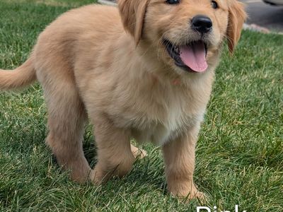 AKC Golden Retriever Puppies