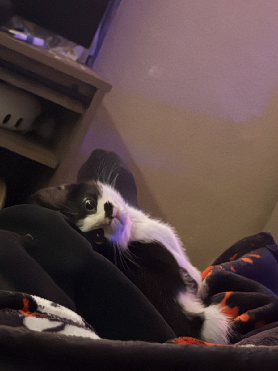 Adorable Black and White Kitten - Playful and Loving