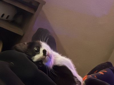 Adorable Black and White Kitten - Playful and Loving