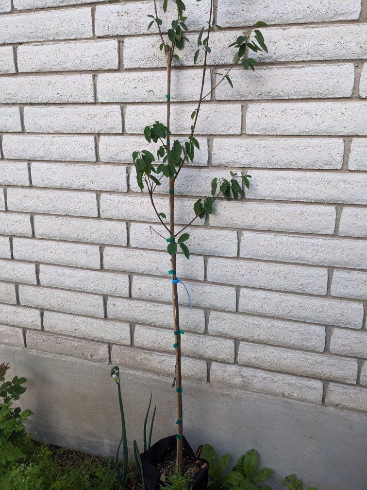 Serviceberry tree (or Juneberry)