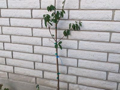 Serviceberry tree (or Juneberry)