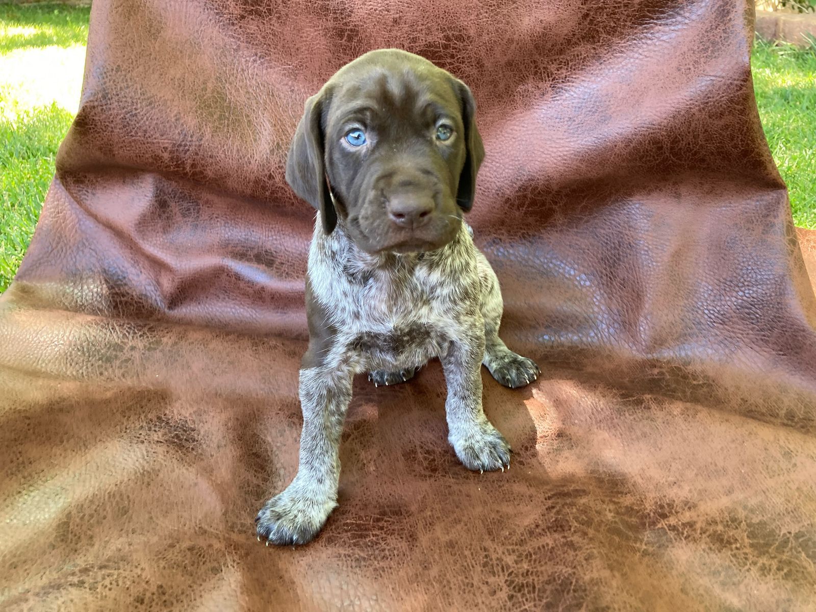 German Shorthair Pointers
