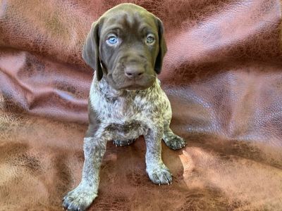 German Shorthair Pointers