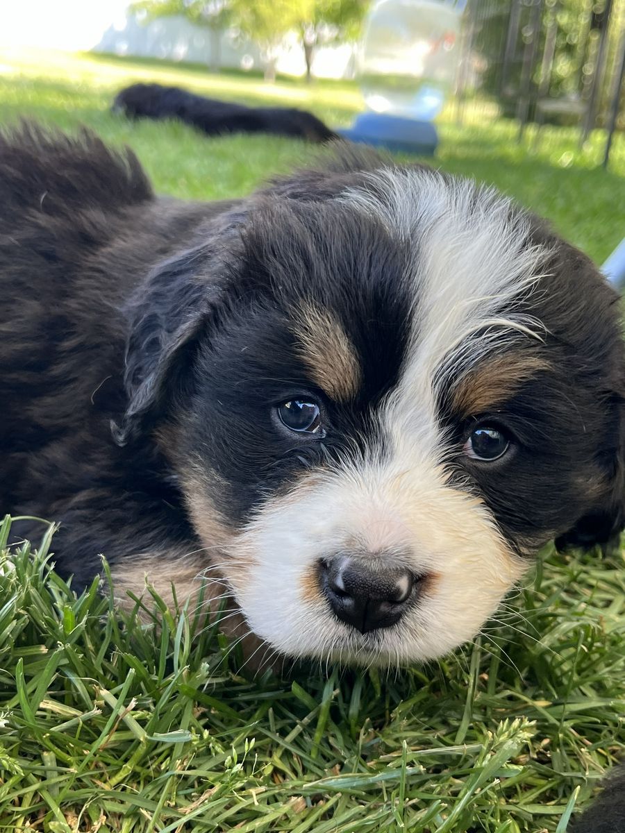 Bernese Mountain Dog Puppies