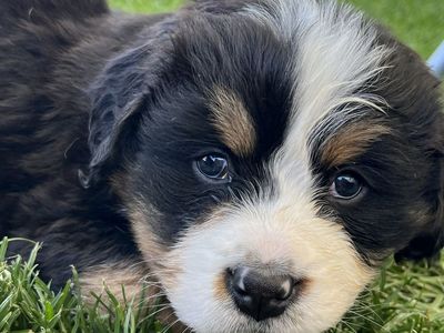 Bernese Mountain Dog Puppies