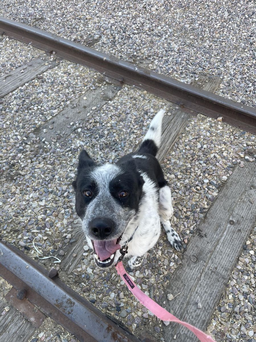 BORDER COLLIE