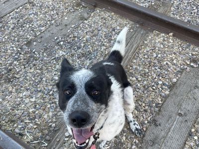 BORDER COLLIE