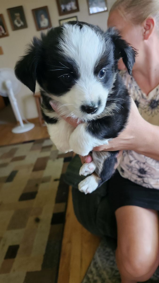 Purebred Toy Australian Shepherd Puppies - 7 Weeks Old - Males