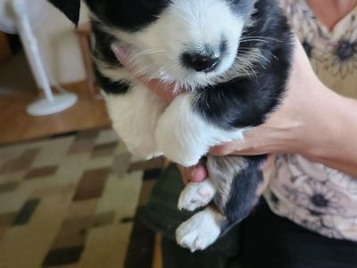 Purebred Toy Australian Shepherd Puppies - 7 Weeks Old - Males