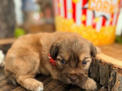 Warren American Terrier Mixes