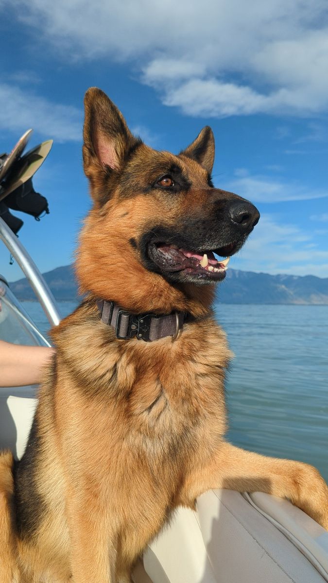 Purebred German Shepherd, 5 y/o, Looking for the Right Loving Home