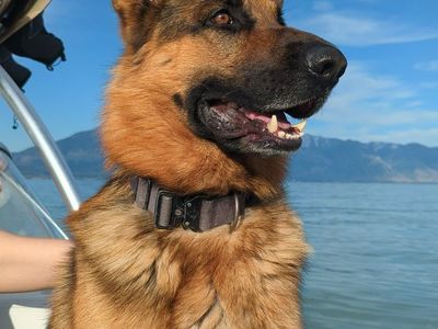 Purebred German Shepherd, 5 y/o, Looking for the Right Loving Home