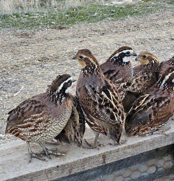 Bobwhite pairs for breeding