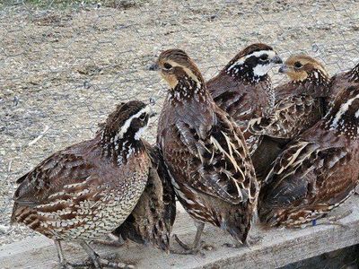 Bobwhite pairs for breeding