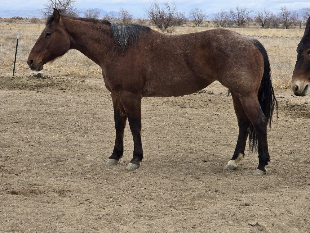 9 Year Old Grade Bay Roan Mare – 15.1 Hands