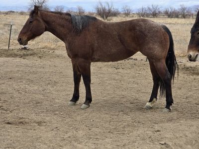 9 Year Old Grade Bay Roan Mare – 15.1 Hands
