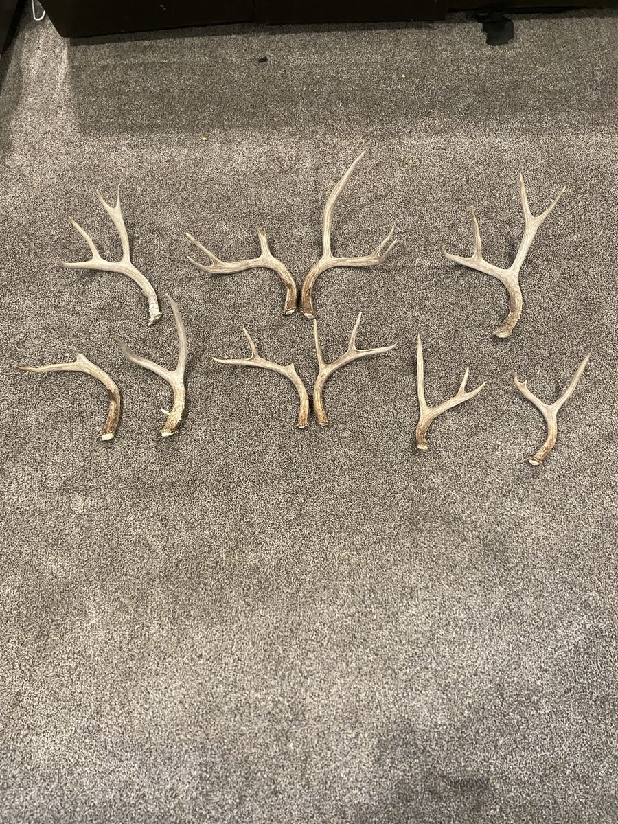 10 Mule Deer Sheds-Decor, Crafts, Dog Chews