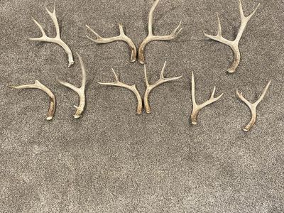 10 Mule Deer Sheds-Decor, Crafts, Dog Chews