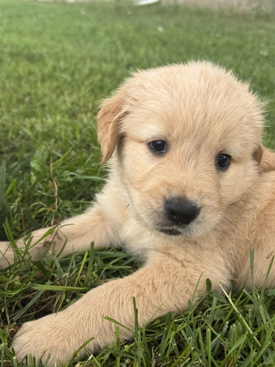 AKC Golden Retrievers