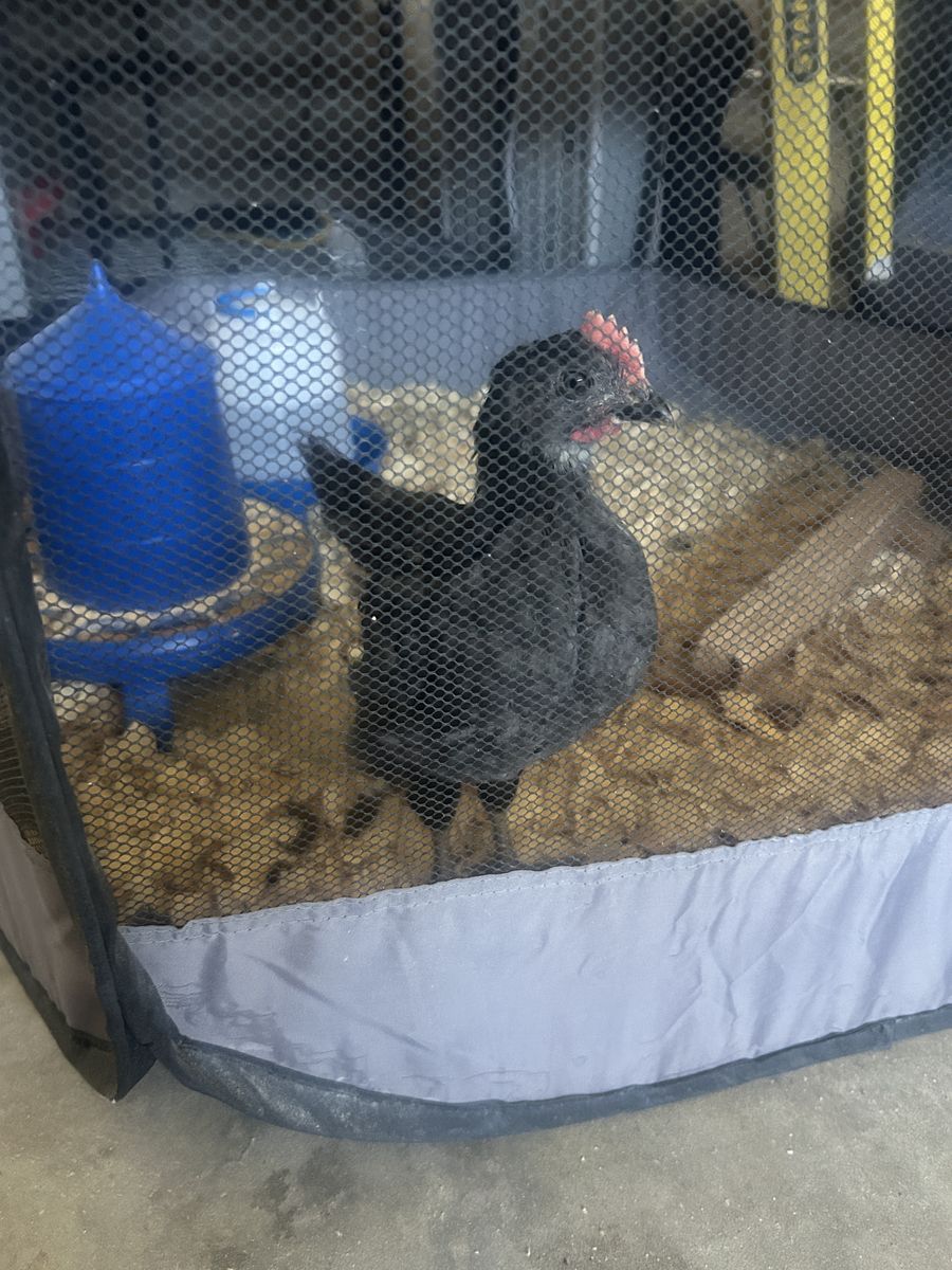 2 month old steel blue nova cockerel - FREE