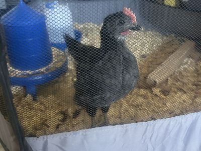 2 month old steel blue nova cockerel - FREE