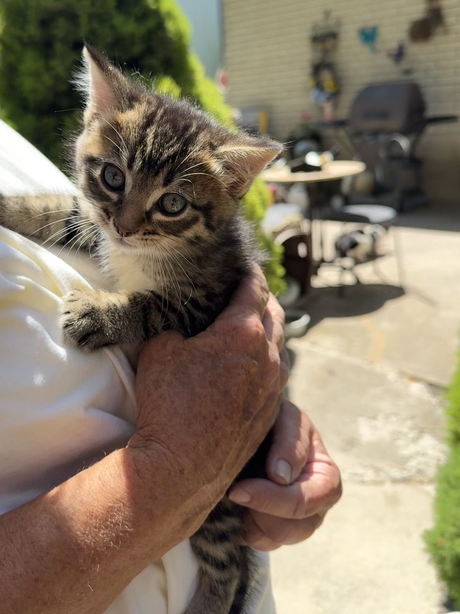 Cutest kittens for sale!