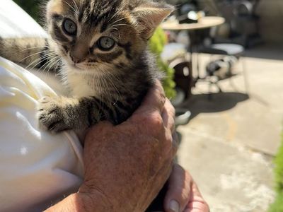 Cutest kittens for sale!