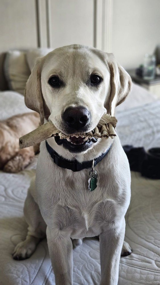 3 year old White Lab 