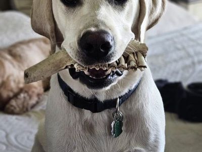 3 year old White Lab